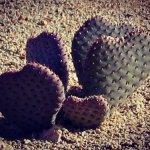 Natures Valentine    joshuatree outdoors outside valentinesday cactushellip Natures Valentine    joshuatree outdoors outside valentinesday cactushellip