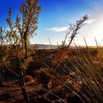 Joshua Tree NP One of our favorite places World classhellip Joshua Tree NP One of our favorite places World classhellip